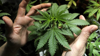 Debunking this week's hottest pot myths point-by-point